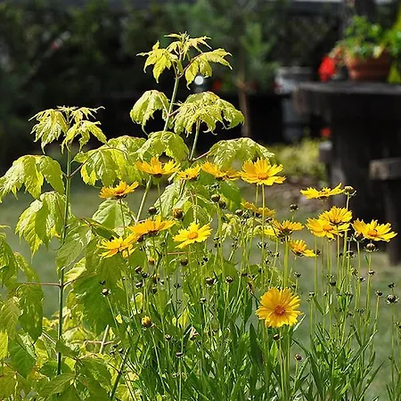 Osrodek Edward * ミコシェボ