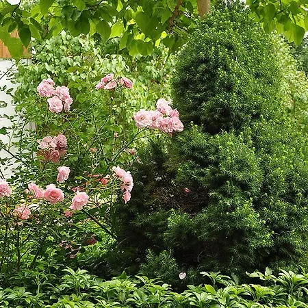 ホリデーパーク Osrodek Edward ミコシェボ