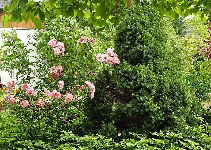 Ferienpark Osrodek Edward Mikoszewo